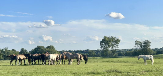 Framed horses in field photography, rustic photography, horse photo, relaxing photos, horse photos, framed photo